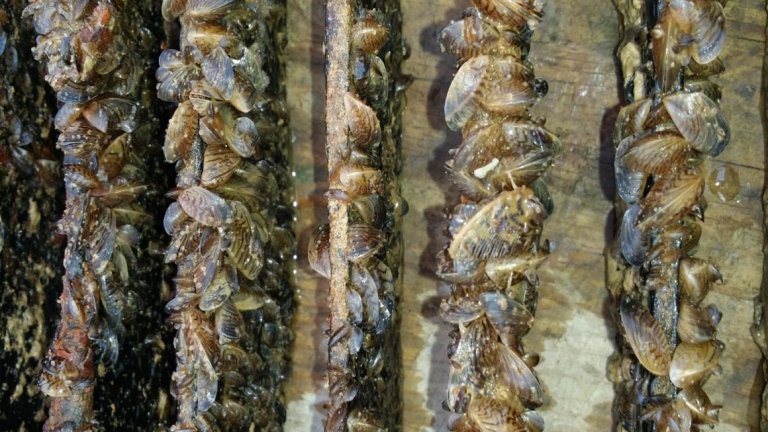 Regulación de la Pesca por Especie Invasora  